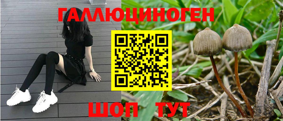 Псилоцибиновые грибы Psilocybine cubensis  Вход с VPN  Кунгур 